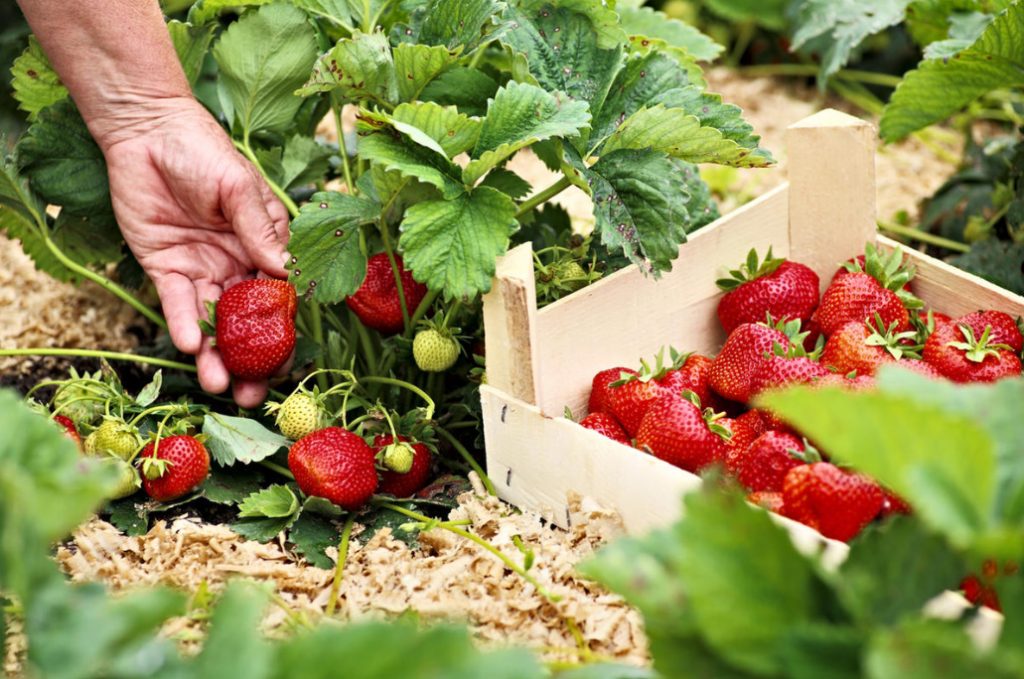 Strawberries The Best Varieties Of The Season According