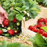 Strawberries: The Best Varieties Of The Season According To Professionals