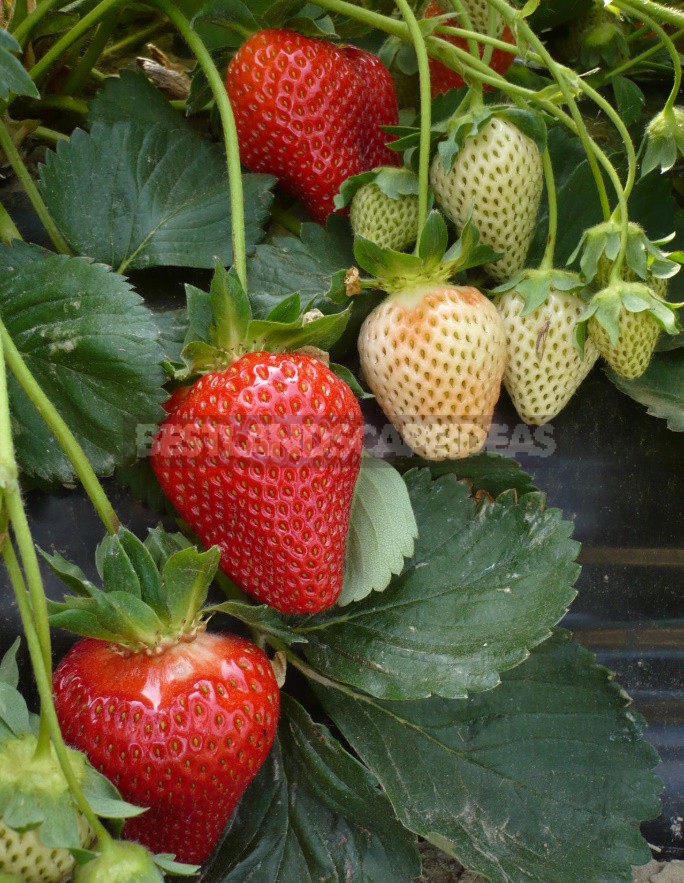 Strawberries: The Best Varieties Of The Season According To Professionals