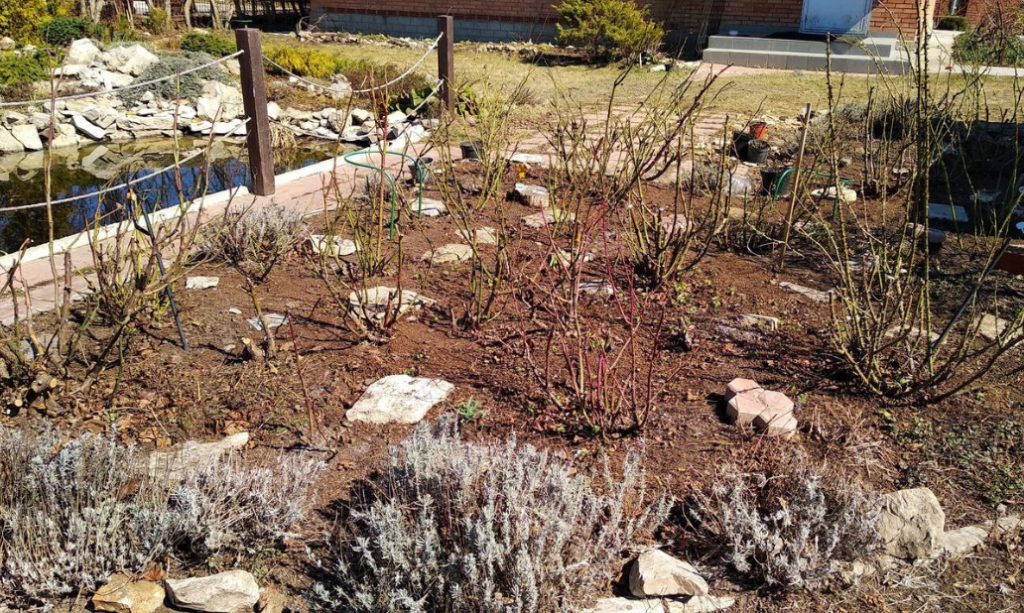 The Care Of Roses From Spring To Fall: Tips For Beginners And Not Only (Part 1)