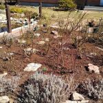 The Care Of Roses From Spring To Fall: Tips For Beginners And Not Only (Part 2)