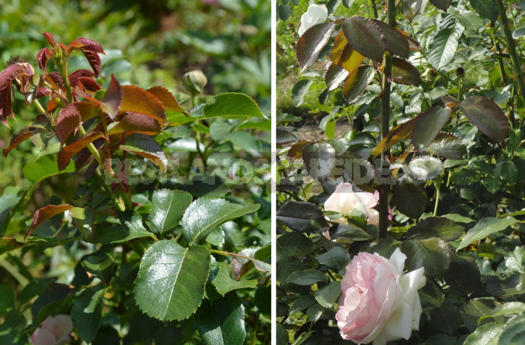 The Care Of Roses From Spring To Fall: Tips For Beginners And Not Only (Part 2)