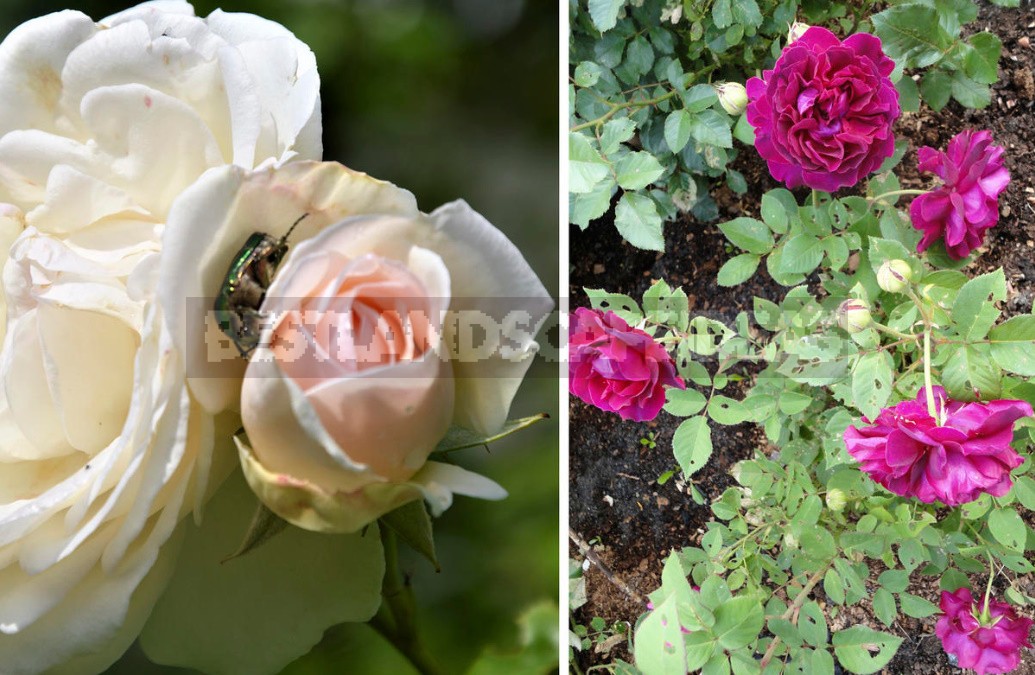The Care Of Roses From Spring To Fall: Tips For Beginners And Not Only (Part 2)