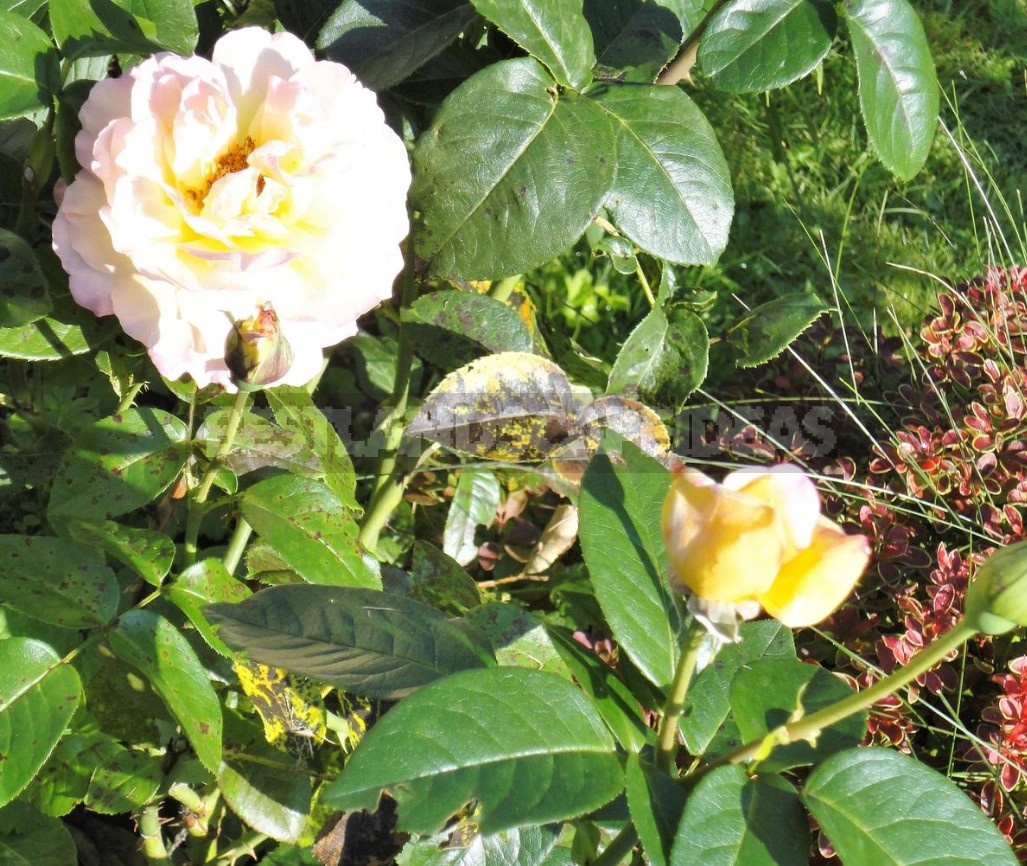 The Care Of Roses From Spring To Fall: Tips For Beginners And Not Only (Part 2)