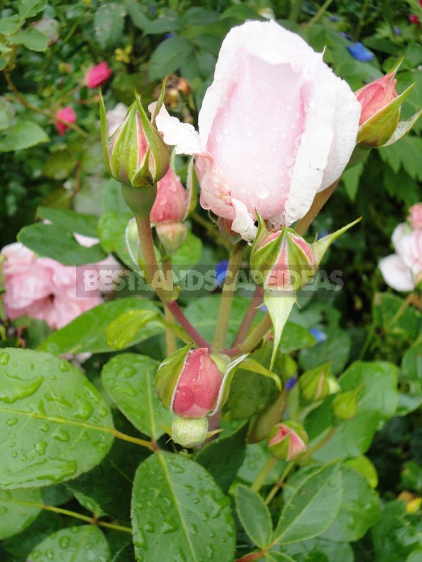 The Care Of Roses From Spring To Fall: Tips For Beginners And Not Only (Part 1)