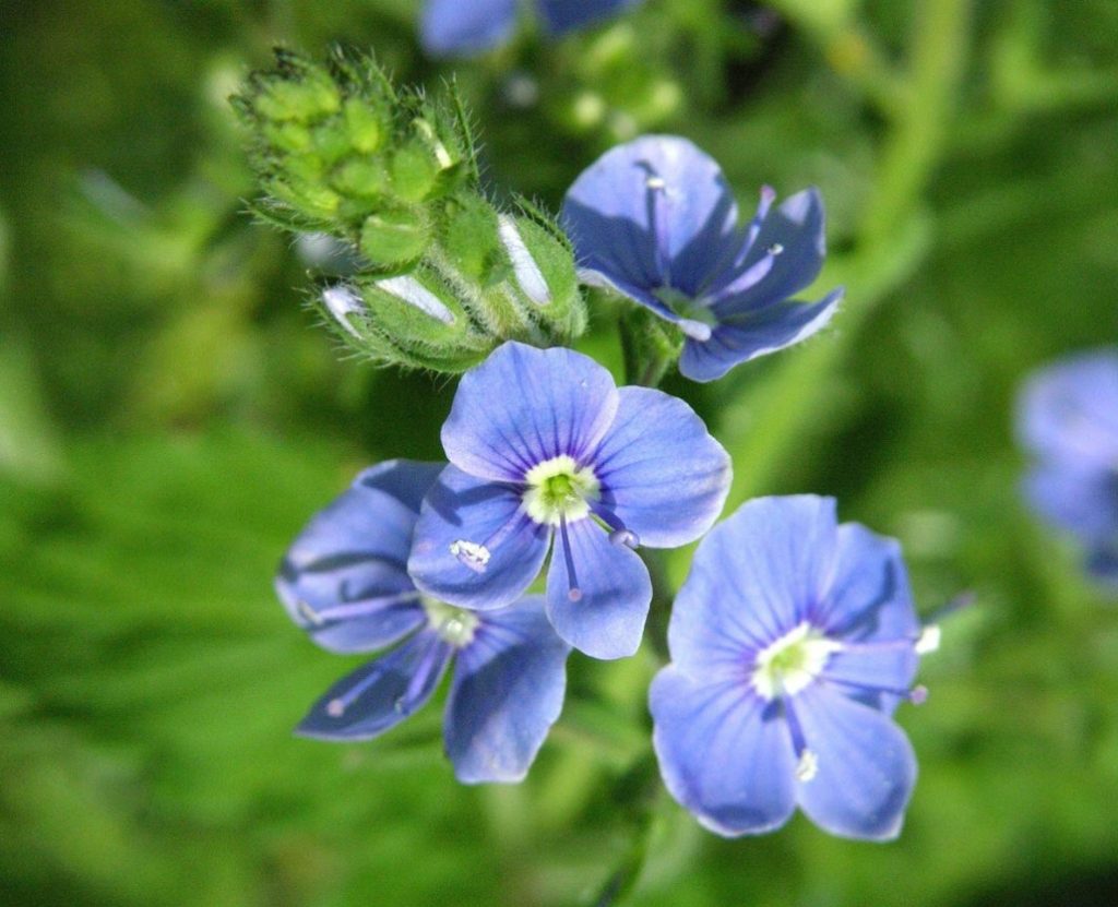 Veronicas: Common Species And Their Varieties (Part 1)