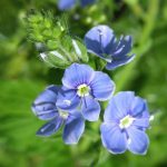 Veronicas: Common Species And Their Varieties (Part 2)
