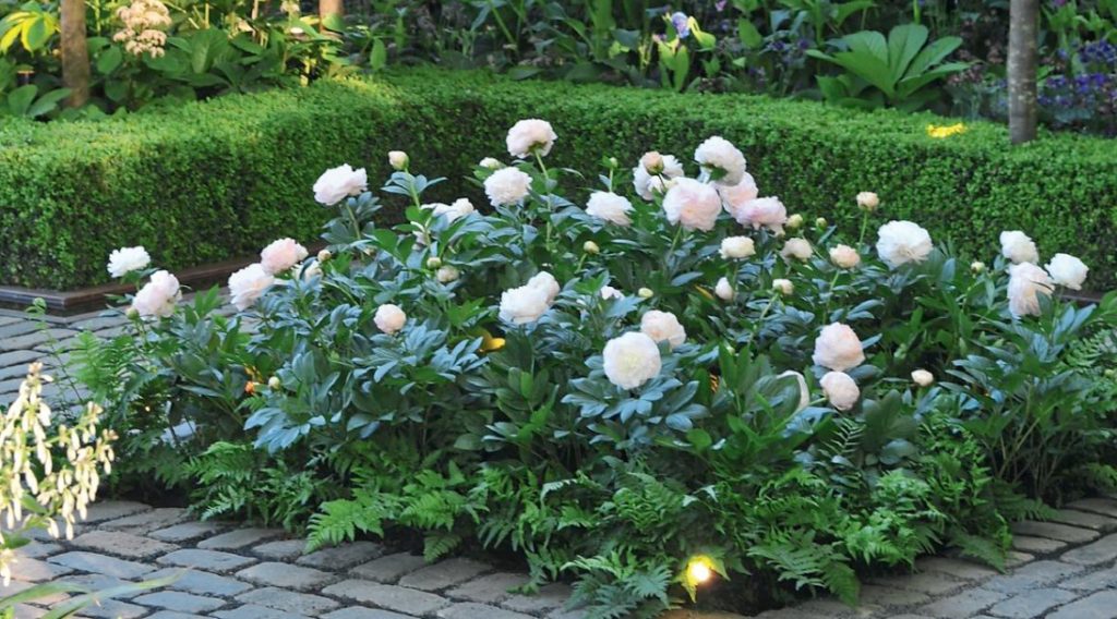 10 Tips For Peony Lovers