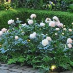 10 Tips For Peony Lovers