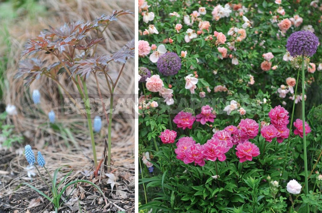 10 Tips For Peony Lovers