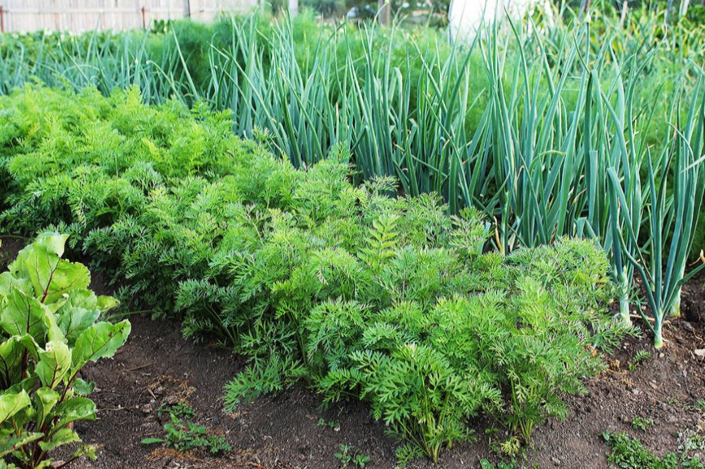 Compatibility Of Vegetables: Good Neighbors In The Garden