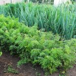 Compatibility Of Vegetables: Good Neighbors In The Garden