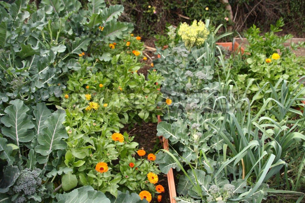 Compatibility Of Vegetables: Good Neighbors In The Garden