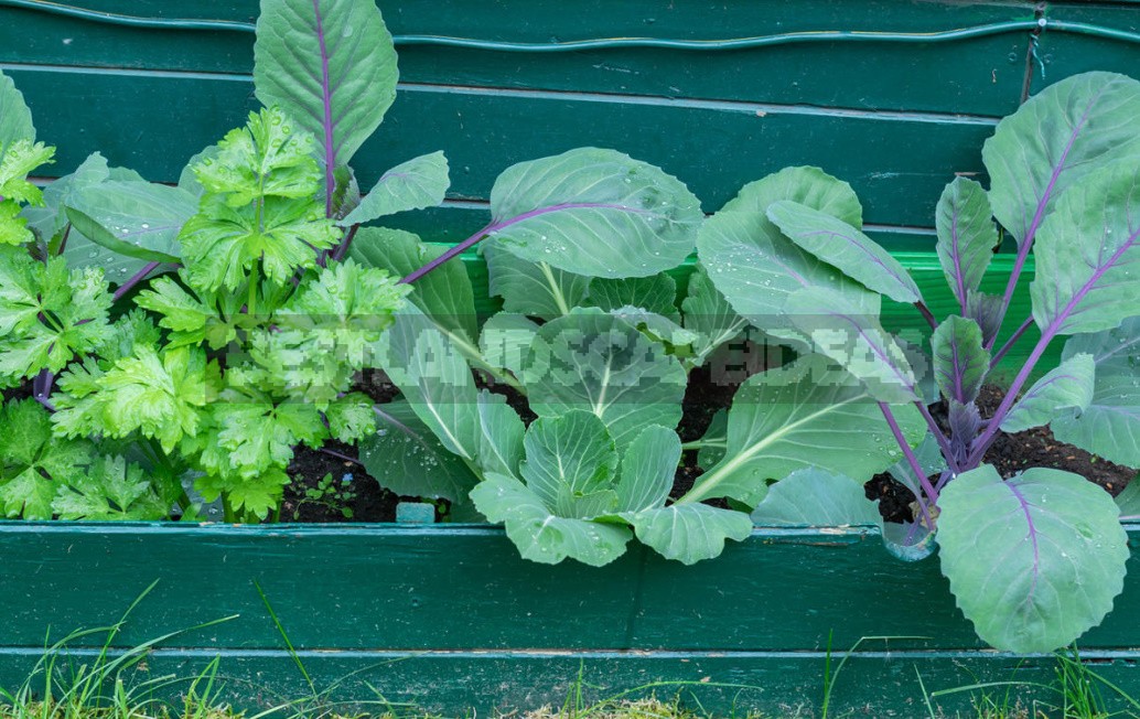 Compatibility Of Vegetables: Good Neighbors In The Garden