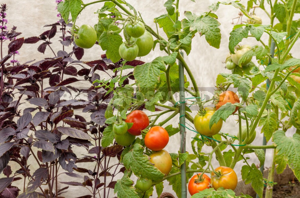 Compatibility Of Vegetables: Good Neighbors In The Garden