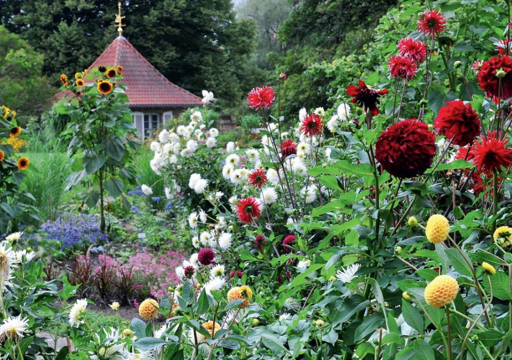 Dahlias In The Flower Garden Choose Partners
