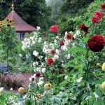 Dahlias In The Flower Garden Choose Partners