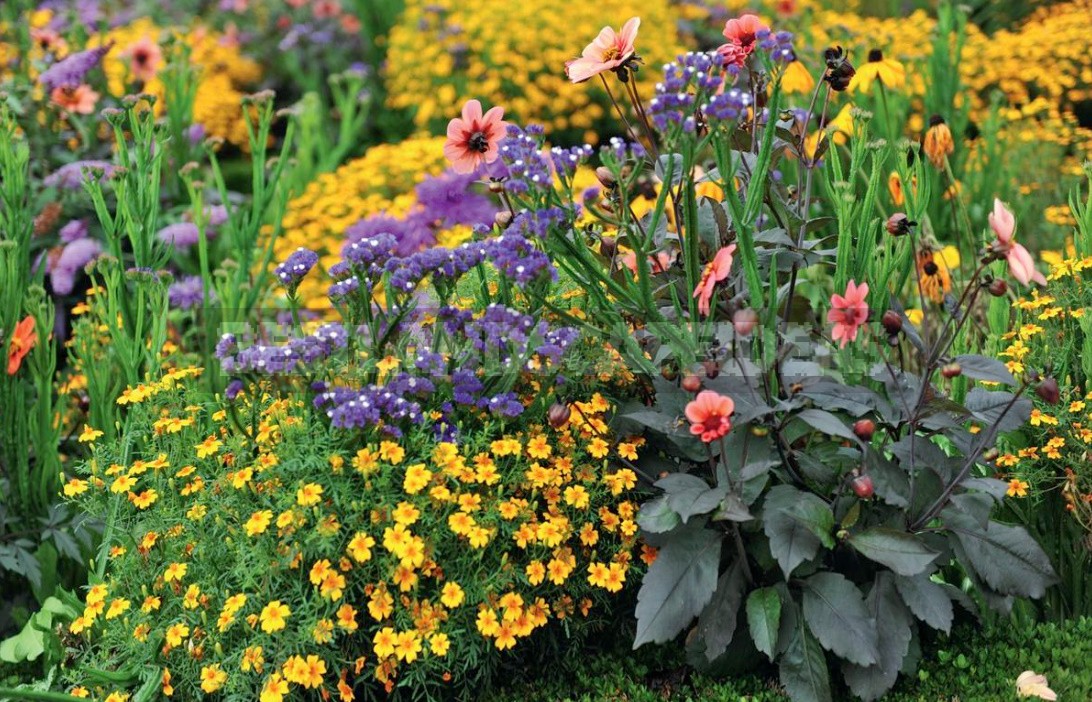 Dahlias In The Flower Garden Choose Partners