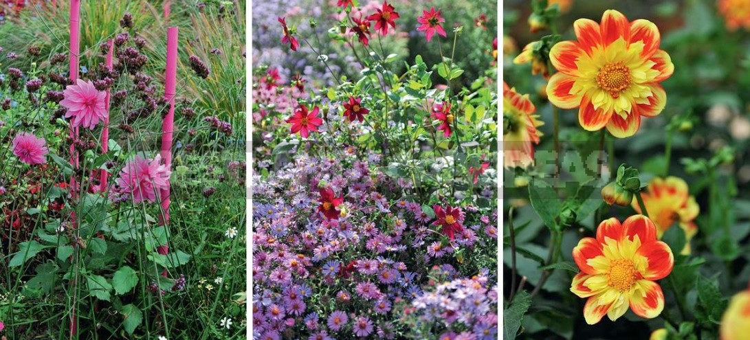 Dahlias In The Flower Garden Choose Partners