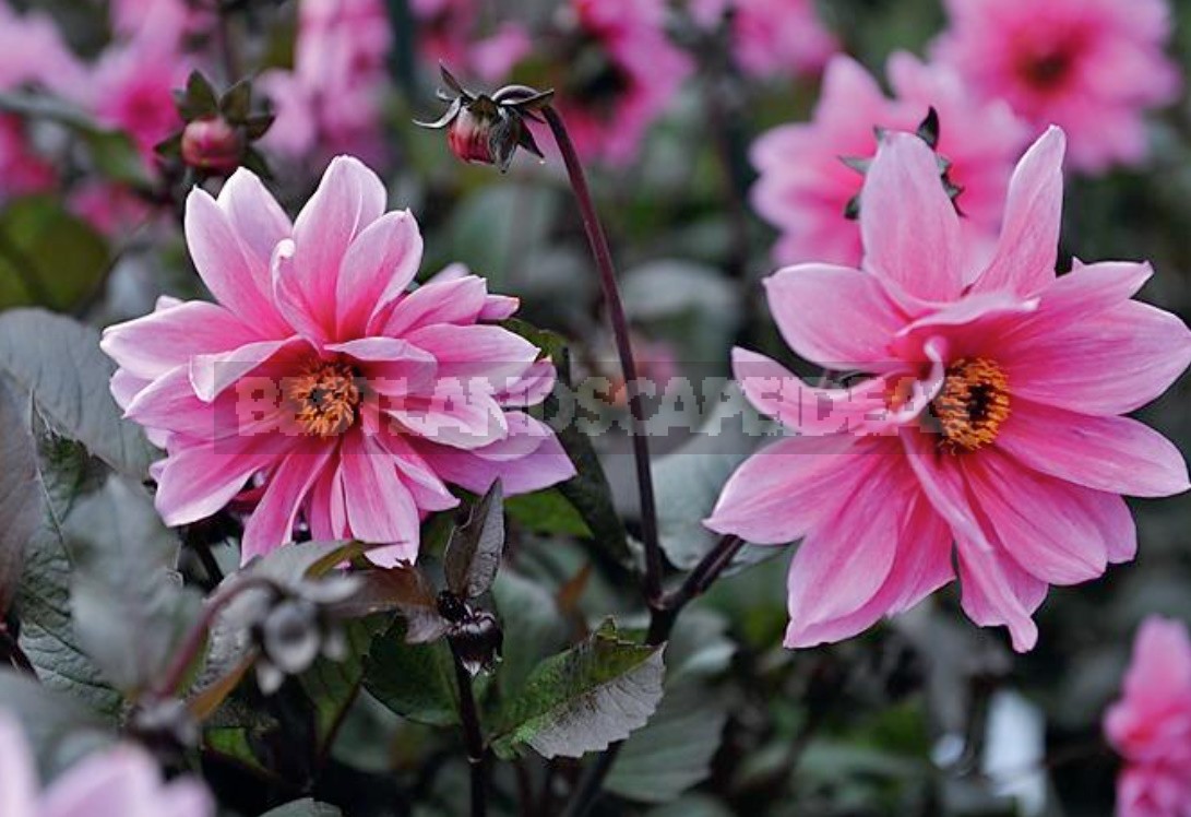 Dahlias In The Flower Garden Choose Partners