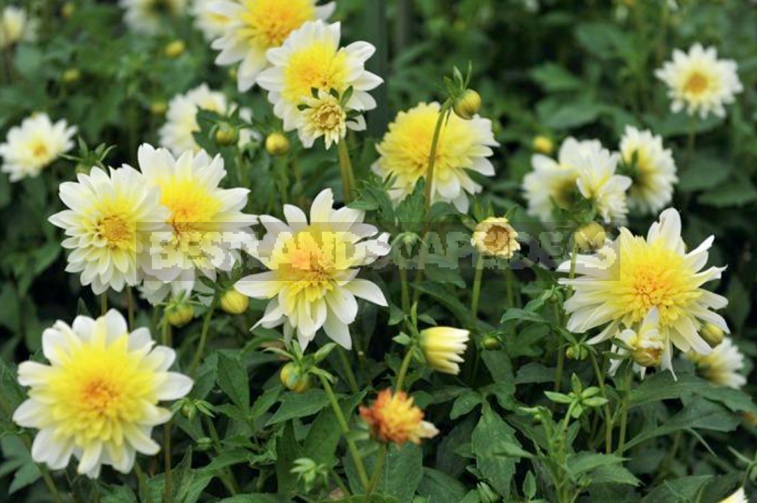 Dahlias In The Flower Garden Choose Partners