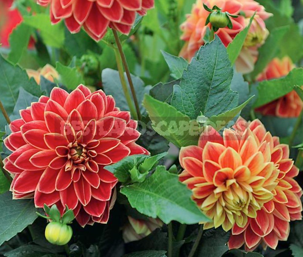 Dahlias In The Flower Garden Choose Partners