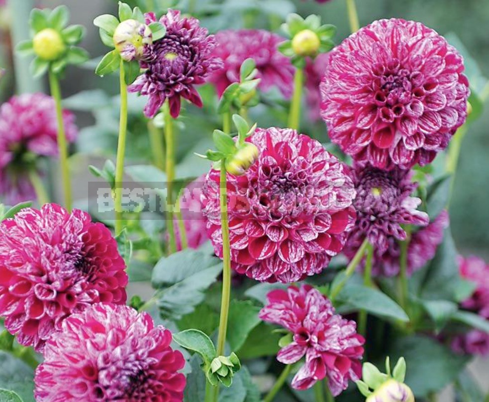 Dahlias In The Flower Garden Choose Partners