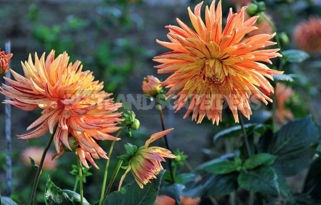 Dahlias In The Flower Garden Choose Partners