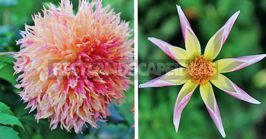 Dahlias In The Flower Garden Choose Partners