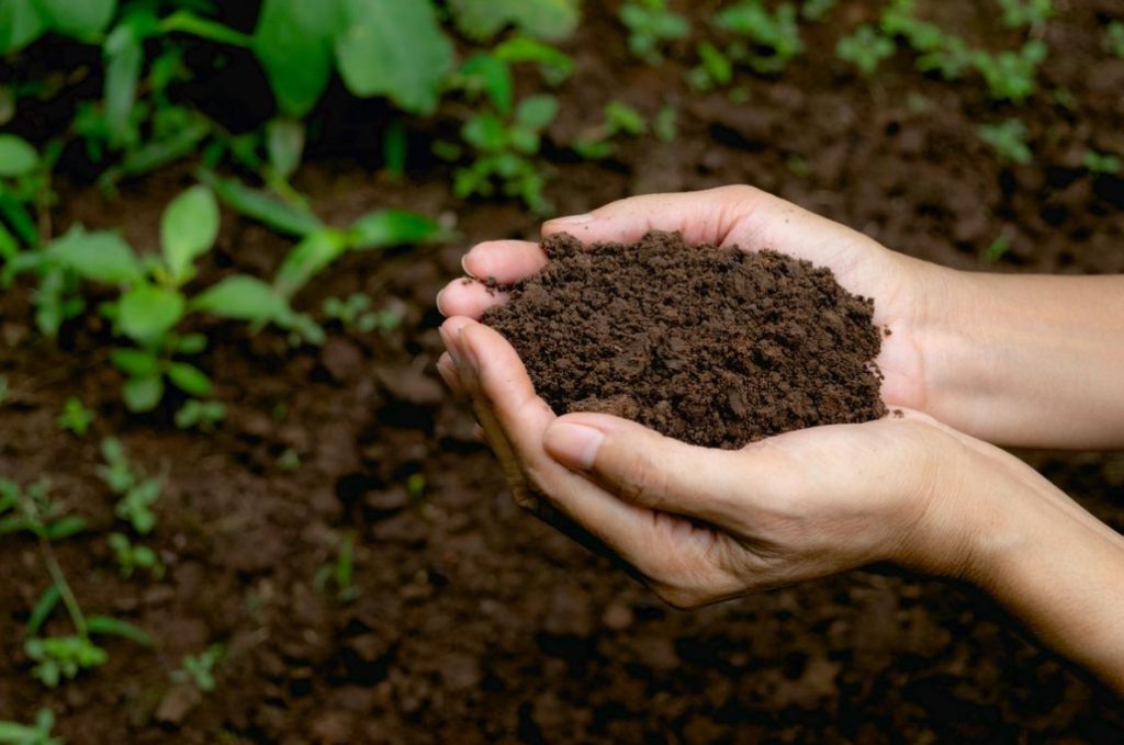 Don’t Be Afraid Of Bacteria! Which Of Them Are Useful For Your Garden