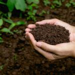 Don’t Be Afraid Of Bacteria! Which Of Them Are Useful For Your Garden