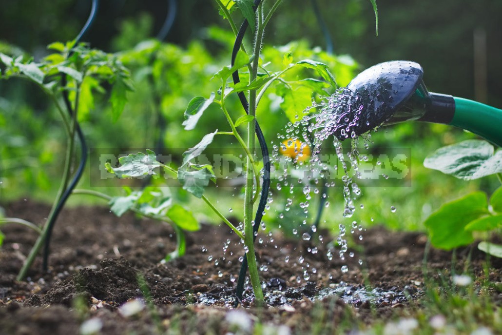 Don't Be Afraid Of Bacteria! Which Of Them Are Useful For Your Garden