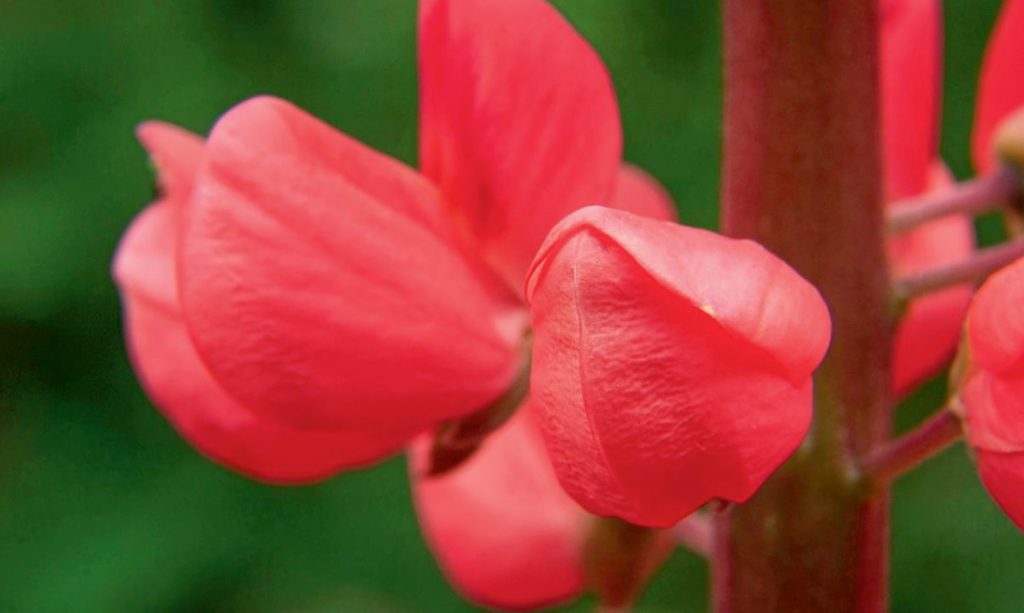 Garden Macro Photography: Tips For Macro Photography Of Flowers And Insects