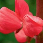 Garden Macro Photography: Tips For Macro Photography Of Flowers And Insects