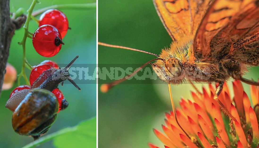 Garden Macro Photography: Tips For Macro Photography Of Flowers And Insects