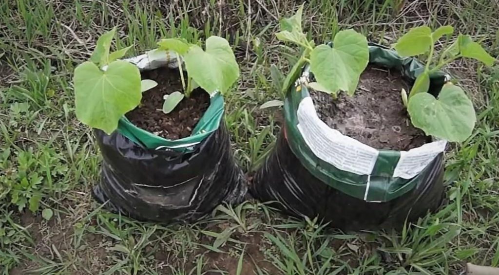Growing Cucumbers In Bags: What Is Convenient About This Method