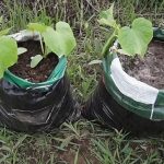 Growing Cucumbers In Bags: What Is Convenient About This Method
