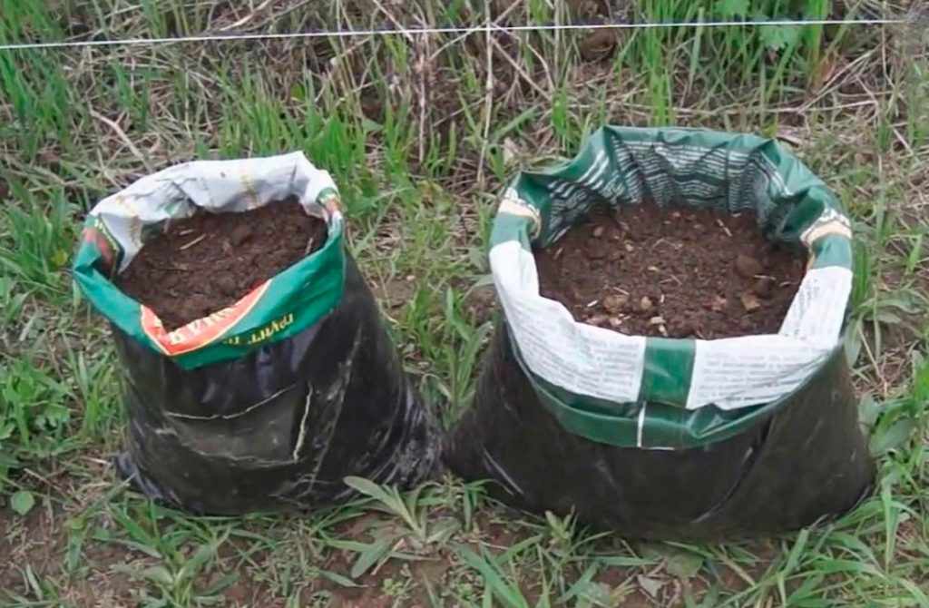Growing Cucumbers In Bags What Is Convenient About This Method Best