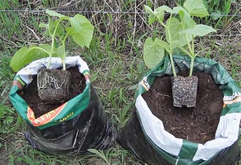 Growing Cucumbers In Bags What Is Convenient About This Method Best