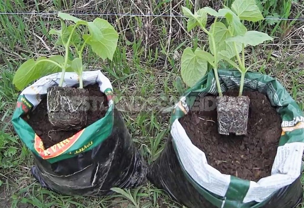 Growing Cucumbers In Bags: What Is Convenient About This Method