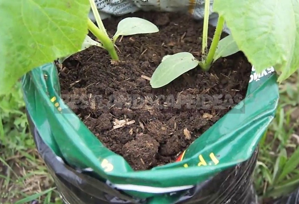 Growing Cucumbers In Bags: What Is Convenient About This Method
