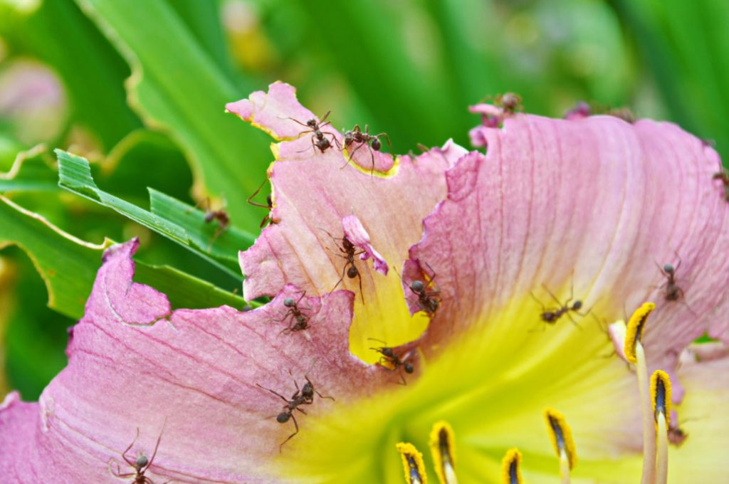 How To Get Rid Of Ants Forever? Checking 9 Popular Ways From The Internet (Part 1)