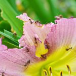 How To Get Rid Of Ants Forever? Checking 9 Popular Ways From The Internet (Part 2)