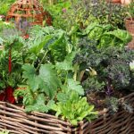 How To Save Space In The Garden: Vegetable Conveyor – On Each Bed