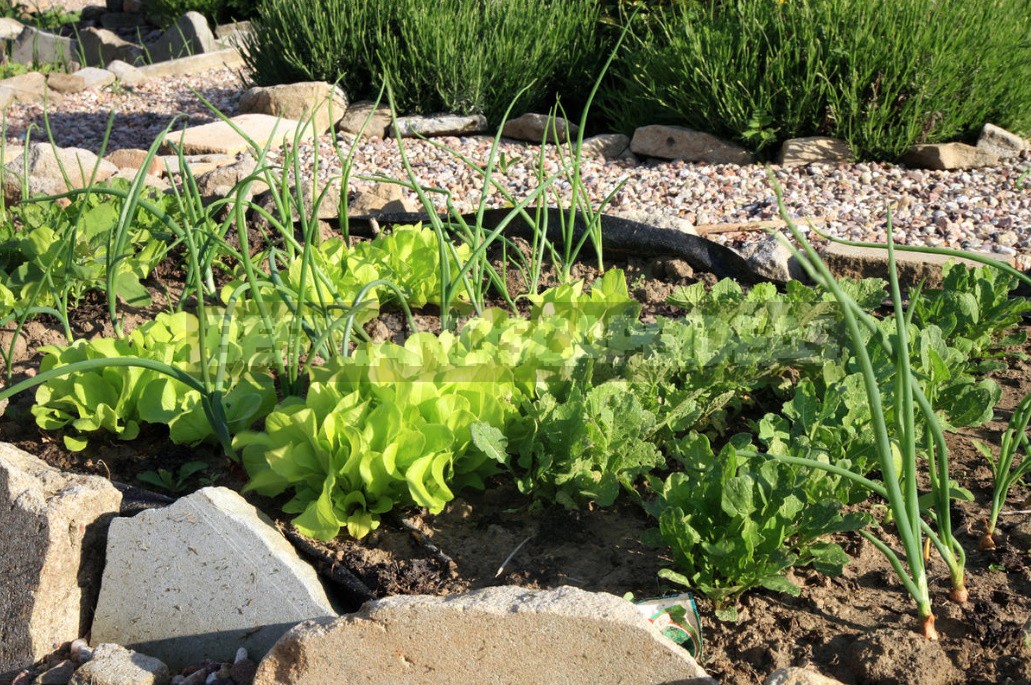 How To Save Space In The Garden: Vegetable Conveyor - On Each Bed