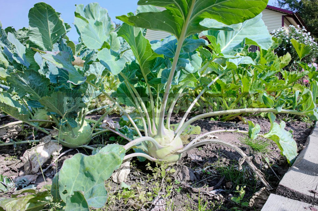 How To Save Space In The Garden: Vegetable Conveyor - On Each Bed