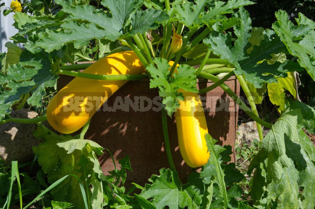 How To Save Space In The Garden: Vegetable Conveyor - On Each Bed