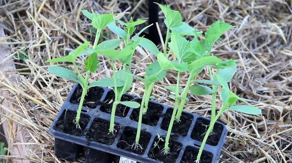It Is Better Not To Rush: When And How I Plant Cucumbers In The Greenhouse