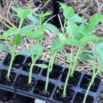 It Is Better Not To Rush: When And How I Plant Cucumbers In The Greenhouse