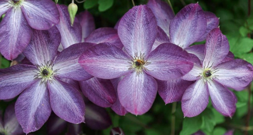 Large-Flowered Clematis x Jackmanii And Clematis Viticella: Care, Varieties, Photos